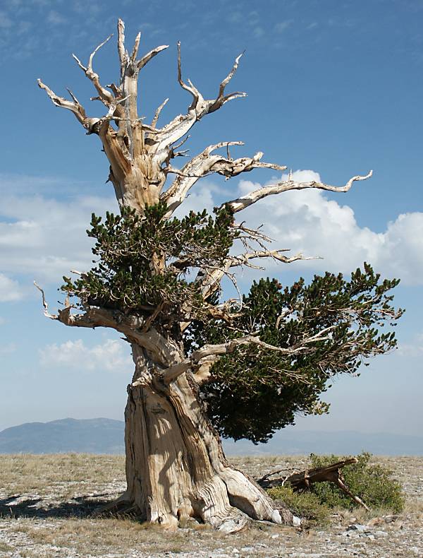 Great Basin NP